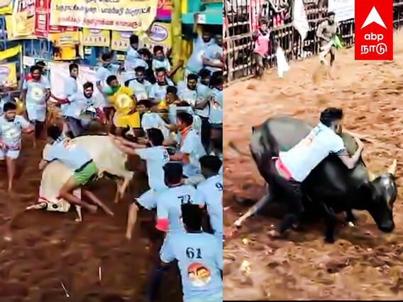 Palamedu Madurai Jallikattu 2024 : ஆக்ரோஷமாய் பாயும் காளைஅடக்கி ஆளும் வீரர்கள் பரபரக்கும் பாலமேடு !