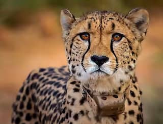 kuno national park cheetah shaurya died from namibia madhya pradesh lion project  નામીબિયાથી આવેલા વધુ એક ચિત્તાનું મોત થયું, પોસ્ટમોર્ટમ બાદ ચિત્તા શૌર્યની મોતનો ખુલાસો થશે