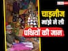 Makar Sankranti 2024: मुंबई में बेजुबान की जान का दुश्‍मन बना 'चाइनीज मांझा', कटकर 1000 पक्षियों की मौत, 800 घायल