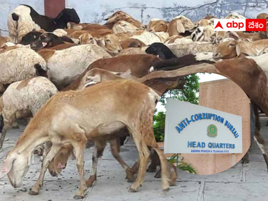 Telangana News : గొర్రెల పంపిణీ పథకంలో భారీ అక్రమాలు - కేసున ఏసీబీకి బదిలీ చేసిన ప్రభుత్వం ! TS government has transferred the case of irregularities in the sheep distribution scheme in Telangana to ACB Telangana News : గొర్రెల పంపిణీ పథకంలో భారీ అక్రమాలు - కేసున ఏసీబీకి బదిలీ చేసిన ప్రభుత్వం !