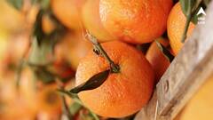 Orange sour or sweet: কমলালেবু টক না মিষ্টি বোঝা যায় খুব সহজে !