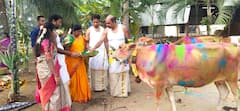 Maatu Pongal 2024 : சொந்த மாடுகளுக்கு அலங்காரம் செய்து அழகு பார்த்த சேலம் மக்கள்!