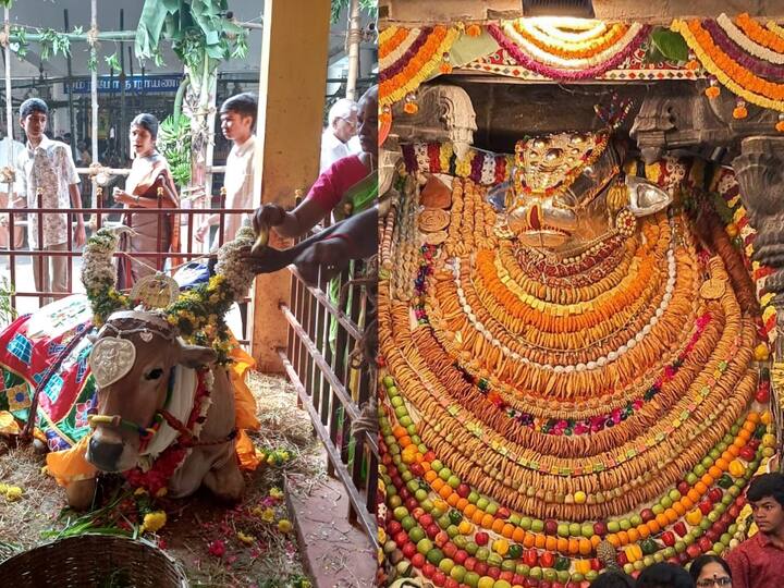 Maatu Pongal 2024 : மாட்டுப் பொங்கலையொட்டி, கோயில்களில் உள்ள நந்தி சிலைகளுக்கும் மாட்டுத்தொழுவில் இருக்கும் மாடுகளுக்கும் சிறப்பு அலங்காரம் செய்யப்பட்டுள்ளது.