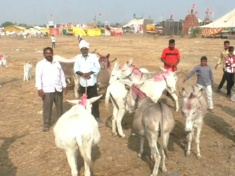 Donkey Price Increased in Malegaon Yatra Maharashtra Marathi  News Donkey:  गाढव खातंय भाव, माळेगाव यात्रेत गाढवांना भारीच मागणी