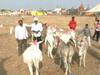 Donkey: गाढव खातंय भाव, माळेगाव यात्रेत गाढवांना भारीच मागणी