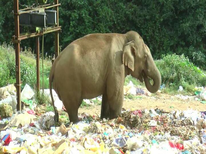 wild elephant eating plastic waste has gone viral on social media - TNN பிளாஸ்டிக் கழிவுகளை உண்ணும் காட்டு யானை - மூணாறில் வனத்துறை அலட்சியம்