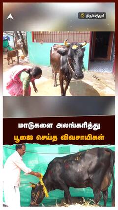 Tirupathur Pongal Celebration - மாட்டுப்பொங்கல் விழா: மாடுகளை அலங்கரித்து பூஜை செய்த விவசாயிகள்