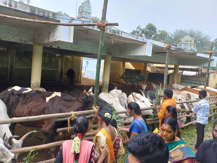 கம்பம் நந்தகோபால சாமி தம்பிரான் மாட்டுதொழுவில் இருந்த மற்ற பசுக்களுக்கும் காளைகளுக்கும் பொது மக்கள் அகத்திக்கீரை கொடுத்தனர்.