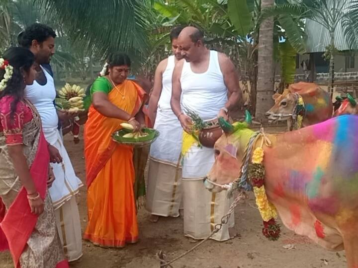 Maatu Pongal 2024 :  மாட்டுப்பொங்கலான இன்று, ஊரில் உள்ள அனைத்து மாடுகளையும் குளிப்பாட்டி, அலங்காரம் செய்து அழகு பார்க்கப்படும்.