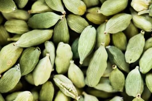 ਜੇਕਰ ਤੁਸੀਂ ਅੱਜ ਇਲਾਇਚੀ ਦਾ ਪੌਦਾ ਲਗਾਉਂਦੇ ਹੋ, ਤਾਂ ਸੰਭਾਵਨਾ ਹੈ ਕਿ ਇਹ ਅਗਲੇ ਹਫਤੇ ਦੇ ਅਖੀਰ ਤੱਕ ਉਗ ਜਾਵੇਗਾ। ਹਾਲਾਂਕਿ, ਕੁਝ ਮਾਮਲਿਆਂ ਵਿੱਚ ਇਸ ਵਿੱਚ ਇੱਕ ਹਫ਼ਤਾ ਜਾਂ ਵੱਧ ਸਮਾਂ ਲੱਗ ਸਕਦਾ ਹੈ।