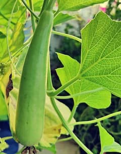 Health Benefits of Vegetables: ਘੀਆ ਇਨ੍ਹਾਂ ਬਿਮਾਰੀਆਂ ਤੋਂ ਸੁਰੱਖਿਆ ਪ੍ਰਦਾਨ ਕਰਦੈ, ਆਓ ਜਾਣਦੇ ਹਾਂ ਇਸ ਦੇ ਗੁਣਕਾਰੀ ਫਾਇਦਿਆਂ ਬਾਰੇ