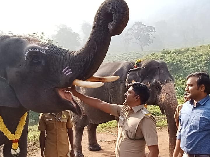 ஆனைமலை புலிகள் காப்பகம் டாப்சிலிப் கோழி கமுத்தி யானைகள் முகாமில் நடந்த யானை பொங்கல் விழாவில் 26 வளர்ப்பு யானைகள் பங்கேற்றன.