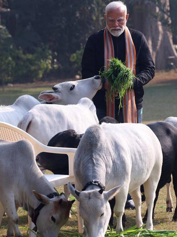पीएम मोदी ने छोटी-छोटी गैया को खिलाया चारा, जानिए इनकी खासियत