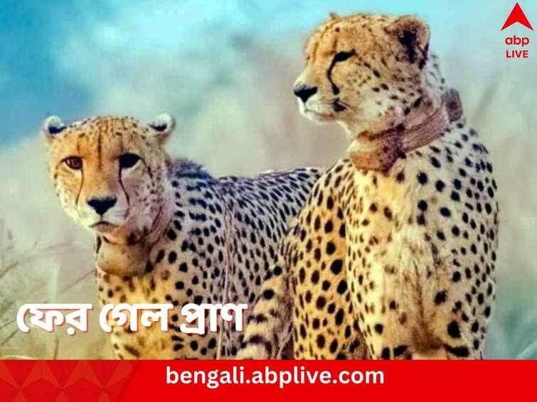 10th Namibian Cheetah Shaurya Dies Kuno National Park Madhya Pradesh know details Kuno National Park: কুনো অভয়ারণ্যে ফের চিতার মৃত্যু, এই নিয়ে দশম, কারণ ঘিরে ধোঁয়াশা