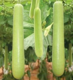 Health Benefits of Vegetables: ਘੀਆ ਇਨ੍ਹਾਂ ਬਿਮਾਰੀਆਂ ਤੋਂ ਸੁਰੱਖਿਆ ਪ੍ਰਦਾਨ ਕਰਦੈ, ਆਓ ਜਾਣਦੇ ਹਾਂ ਇਸ ਦੇ ਗੁਣਕਾਰੀ ਫਾਇਦਿਆਂ ਬਾਰੇ