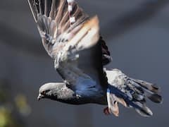 Makar Sankranti 2024: मुंबई में बेजुबान की जान का दुश्‍मन बना 'चाइनीज मांझा', कटकर 1000 पक्षियों की मौत, 800 घायल