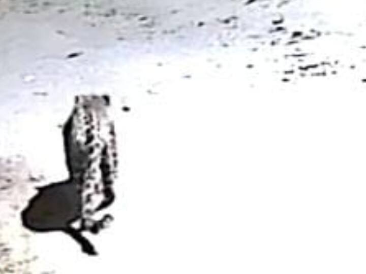 Dehradun Guldar Walk in residential colony video recorded in CCTV ann Uttarakhand News: देहरादून के रिहायशी कॉलोनी में खुलेआम घूम रहा गुलदार, CCTV मैं कैद हुआ वीडियो