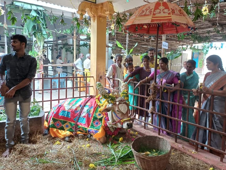 ராஜ அலங்காரத்தில் உள்ள பட்டத்து காளை