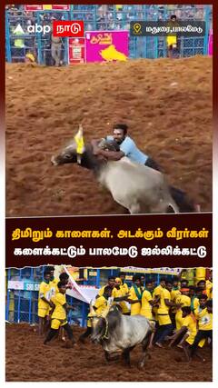 திமிறும் காளைகள், அடக்கும் வீரர்கள் களைக்கட்டும் பாலமேடு ஜல்லிக்கட்டு
