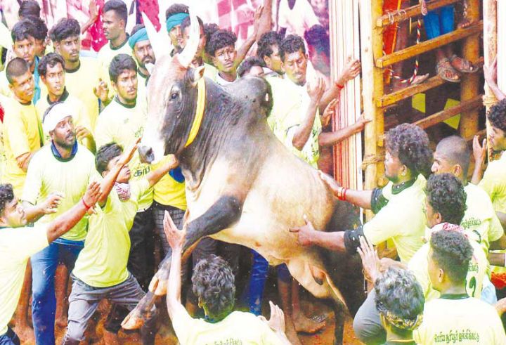 Jallikattu news 2024: திருச்சி மாவட்டத்தில் முதல் ஜல்லிக்கட்டு போட்டி...சீறி பாய்ந்த காளைகள்