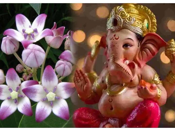 इस साल सकट चौथ 29 जनवरी 2024 को है. सकट चौथ को माघी चतुर्थी, तिलकुटा चौथ भी कहा जाता है. इस दिन तिल से बप्पा की पूजा, भोग, दान आदि धार्मिक कार्य करने का विशेष महत्व है.