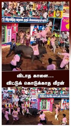 Jallikattu 2024 - விடாத காளை .. விட்டுக் கொடுக்காத வீரன்