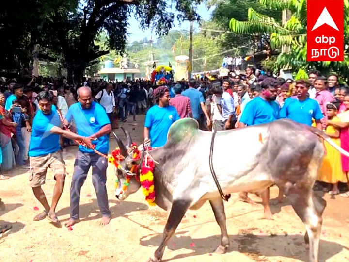 சர்வதேச நகரமான ஆரோவில்லில் மஞ்சு விரட்டு; உற்சாகத்துடன் கண்டுகளிக்க குவிந்த சுற்றுலா பயணிகள்