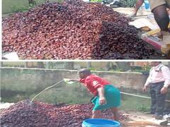 குற்றாலத்தில் பெட்டி பெட்டியாக ஆயில் தடவி பதுக்கி வைக்கப்பட்ட பேரீச்சம்பழங்கள் பறிமுதல்