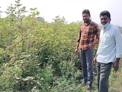 వరంగల్‌లో దడ పుట్టిస్తున్న మొక్క, దాన్ని చూస్తేనే వణికిపోతున్న రైతులు