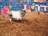 Palamedu Jallikattu: 