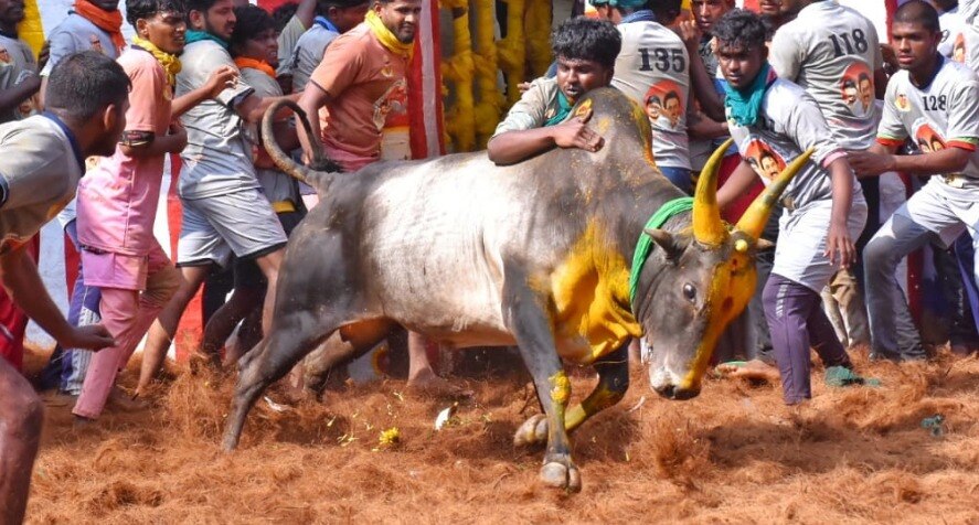 Jallikattu 2024: அலங்காநல்லூர் ஜல்லிக்கட்டு! 18 காளைகளை அடக்கி முதலிடத்தை தட்டித் தூக்கிய கருப்பாயூரணி கார்த்தி!