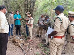 పులులు కొట్టుకొనే చనిపోయాయా? సంచలన విషయాలు బయటికి - నలుగురు ఆఫీసర్లపై వేటు