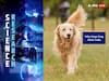 Dogs' Tail-Wagging Trait May Have Been Directly 'Selected' By Humans, Say Scientists