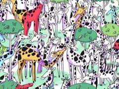 Optical Illusion: જિરાફના આ ઝૂંડની વચ્ચે ક્યાંક છુપાયેલો છે ઝિબ્રા, બાઝનજર વાળાઓ માટે 7 સેકન્ડમાં શોધી કાઢવાનો છે ચેલેન્જ