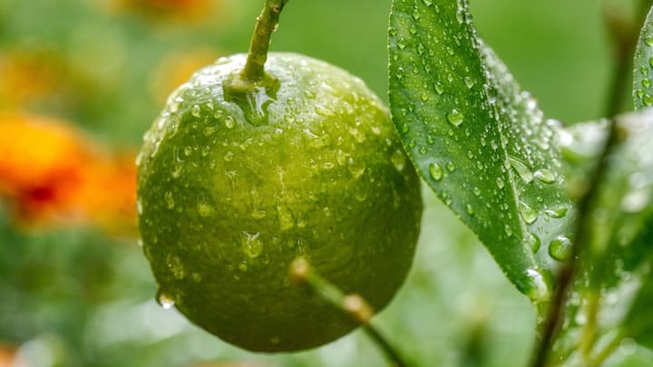 ভিটামিন সি থাকায় এটি শীতকালে বিশেষ উপকারী ফল। এই উপাদানটি রোগ প্রতিরোধ ক্ষমতা বাড়ায়। সংক্রমণের সঙ্গে মোকাবিলা করে।  (ছবি সৌজন্য: পিক্স্যাবে)