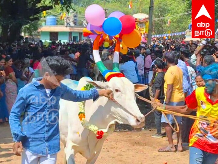 சர்வதேச நகரமான ஆரோவில்லில் மஞ்சு விரட்டு; உற்சாகத்துடன் கண்டுகளிக்க குவிந்த சுற்றுலா பயணிகள்