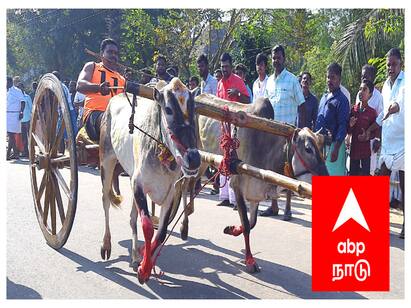 Pongal 2024 Rekla race started again in Thirukkadaiyur after three years - TNN Pongal 2024: திருக்கடையூரில் தொடங்கியது உலகப் புகழ் பெற்ற ரேக்ளா ரேஸ்...! 