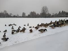 US Weather: US में ठंड का प्रकोप! आर्कटिक ब्लास्ट की वजह से 10 लोगों की मौत, पारा -30 डिग्री तक गिरा