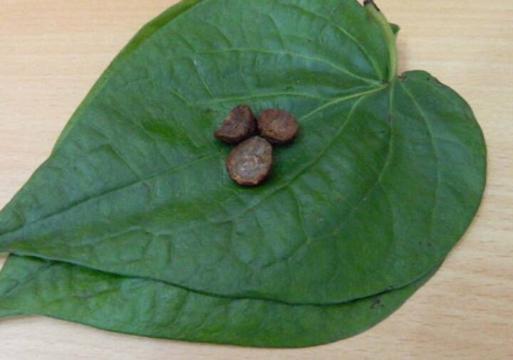 Betel Leaves Benefits : पान सुपारीमुळे श्वासाच्या समस्यापासून 'हे'आजार ही दूर होतात.