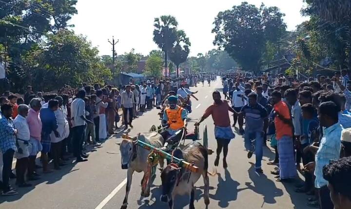 தொடர்ந்து காலை 8 மணிக்குச் சிறிய மாடுகளுக்கான பந்தயம் நடைப்பெற்றது. பின்னர் மதியம் 12 மணிக்கு நடு மாடுகள், பெரிய மாடுகளுக்கான பந்தயம் நடைப்பெற்றது