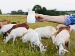 Health Tips: ગાય કે ભેંસ... કોના દૂધમાં વધુ કેલ્શિયમ હોય છે?