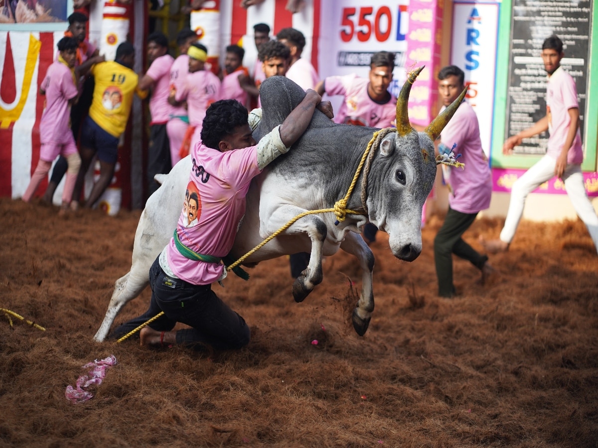 Jallikattu 2024 LIVE Updates Avaniyapuram Palamedu Alanganallur