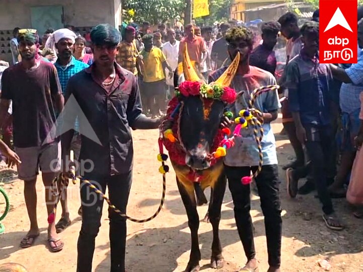 சர்வதேச நகரமான ஆரோவில்லில் மஞ்சு விரட்டு; உற்சாகத்துடன் கண்டுகளிக்க குவிந்த சுற்றுலா பயணிகள்