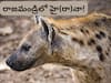 Hyena In Rajahmundry: రాజమండ్రి ప్రజలకు బిగ్ అలర్ట్- గుంపులుగా తిరకగకపోతే ప్రాణాలకే ప్రమాదం