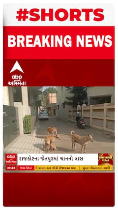 Rajkot Dog Terror Case | રખડતા કૂતરાઓએ ત્રણ મહિનામાં 800થી વધુ લોકોને ભર્યા બચકાં