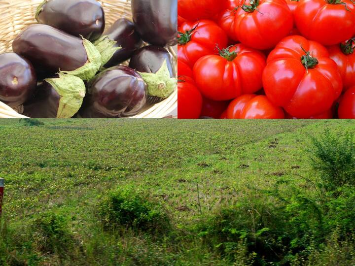 Winter Vegetable : हिवाळ्यात पिकांचा बहर!