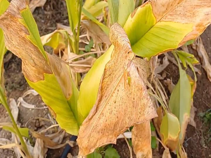 Agriculture News Incidence of Karpa disease on turmeric crop due to climate change Possible decrease in turmeric production in Hingoli marathi news Agriculture News : वातावरणातील बदलामुळे हळदीच्या पिकावर 'करपा रोगा'चा प्रादुर्भाव; उत्पादनात घट होण्याची शक्यता