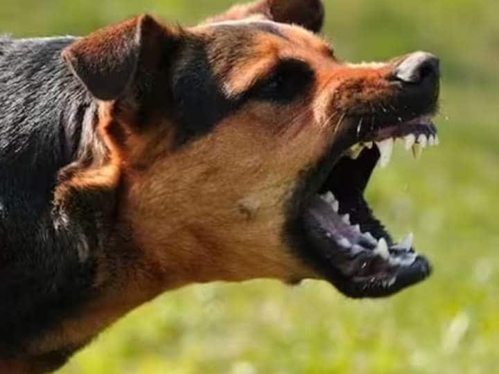Ahmedabad dog bit a neighbor owner was jailed for one year and fined as well Gujarat News Gujarat News: अहमदाबाद में कुत्ते ने पड़ोसियों को काटा तो मालिक को हुई एक साल की जेल, जुर्माना भी लगाया गया