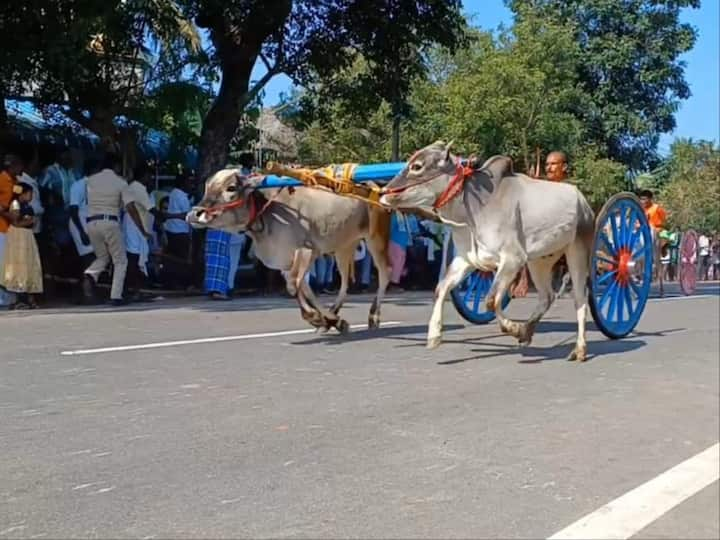 In Thirukadayur, Mayiladuthurai district, Rekla race (bull race) was held with the participation of hundreds of bulls.