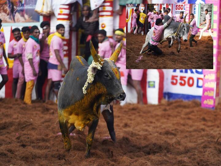 Alanganallur Jallikattu: ஒவ்வொரு சுற்றிலும் வெற்றி பெறும் மாடுபிடி வீரர்களுக்கும், மாட்டு உரிமையாளர்களுக்கும் தங்க நாணயம், தங்க மோதிரம் ஆகியனவற்றை அமைச்சர் உதயநிதி ஸ்டாலின் வழங்கி வருகிறார்.